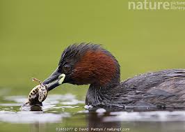 Attēlu rezultāti vaicājumam “Triturus vulgaris female”