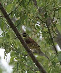 Image result for Emberiza cirlus