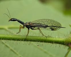 Attēlu rezultāti vaicājumam “Raphidioptera imago”