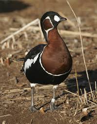 Image result for Branta ruficollis