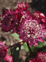 Image result for Astrantia majon `Abbey Road`