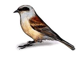 Attēlu rezultāti vaicājumam “Remiz pendulinus”