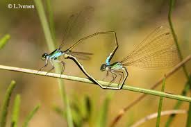 Attēlu rezultāti vaicājumam “Nehalennia speciosa”