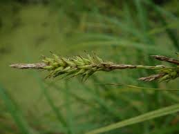 Attēlu rezultāti vaicājumam “Carex atherodes”