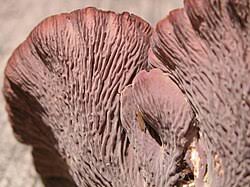 Attēlu rezultāti vaicājumam “Gomphus clavatus”