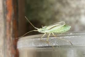 Attēlu rezultāti vaicājumam “Blepharidopterus angulatus imago”