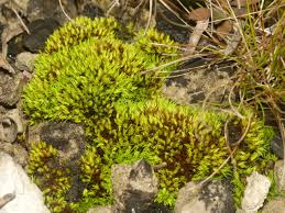 Attēlu rezultāti vaicājumam “Tortella inclinata”