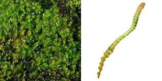 Attēlu rezultāti vaicājumam “Nardia scalaris”