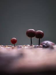 Attēlu rezultāti vaicājumam “Physarum gravidum macro”