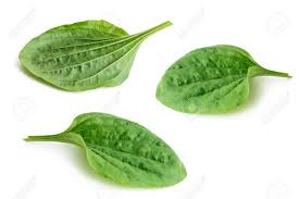 Attēlu rezultāti vaicājumam “Plantago major leaf”