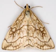 Attēlu rezultāti vaicājumam “Evergestis pallidata”