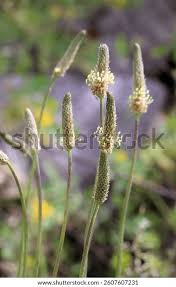 Attēlu rezultāti vaicājumam “Plantago uniflora leaf”