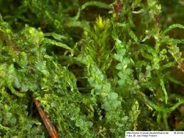 Attēlu rezultāti vaicājumam “Leiocolea rutheana sporophyte”