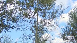 Attēlu rezultāti vaicājumam “Populus x canescens”