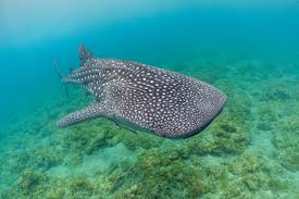 Image result for Rhincodon typus