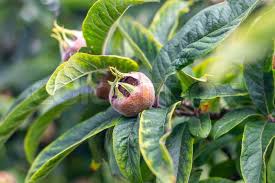 Attēlu rezultāti vaicājumam “Mespilus germanica leaf”