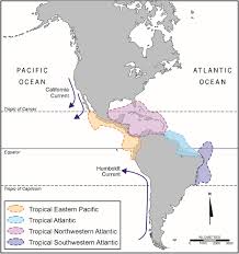 Image result for Chelon tricuspidens