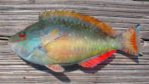 Image result for Sparisoma aurofrenatum