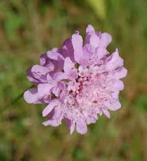 Image result for Scabiosa canescens