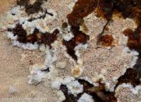 Attēlu rezultāti vaicājumam “Mycoacia fuscoatra”