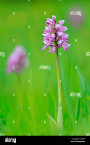 Attēlu rezultāti vaicājumam “Orchis militaris”