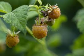 Attēlu rezultāti vaicājumam “Rubus idaeus fruit”