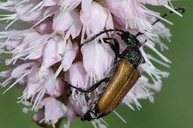 Attēlu rezultāti vaicājumam “Paracorymbia maculicornis imago”