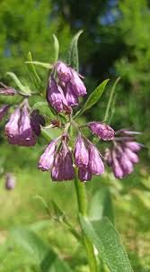 Attēlu rezultāti vaicājumam “Symphytum asperum”
