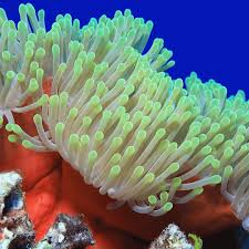 Image result for Anemonenarten