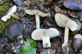 Image result for Melanoleuca rasilis var. pseudoluscina