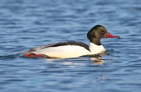 Attēlu rezultāti vaicājumam “Mergus merganser male”