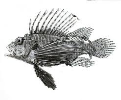 Image result for Pterois miles