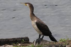 Image result for Phalacrocorax carbo