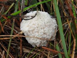 Attēlu rezultāti vaicājumam “Fuligo cinerea”