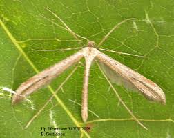 Attēlu rezultāti vaicājumam “Stenoptilia pterodactyla”