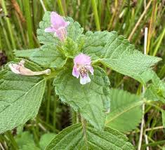 Attēlu rezultāti vaicājumam “Galeopsis tetrahit”