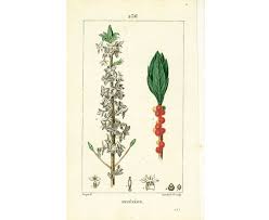 Attēlu rezultāti vaicājumam “Daphne mezereum leaf”