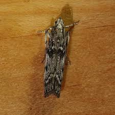 Attēlu rezultāti vaicājumam “Zophodia grossulariella”