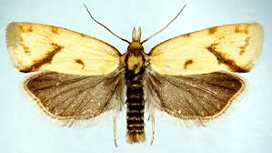 Attēlu rezultāti vaicājumam “Agapeta hamana”