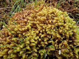 Attēlu rezultāti vaicājumam “Palustriella”