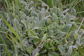 Attēlu rezultāti vaicājumam “Stachys palustris fruit”