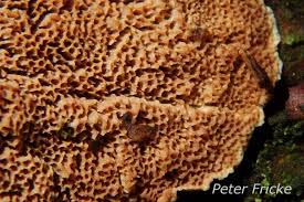 Attēlu rezultāti vaicājumam “Gloeoporus taxicola”