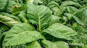Attēlu rezultāti vaicājumam “Nicotiana tabacum leaf”