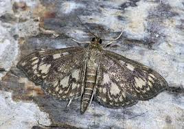 Attēlu rezultāti vaicājumam “Anania stachydalis”