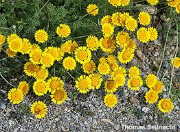 Image result for Färberkamille