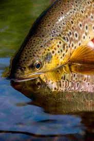 Image result for Taunton Angling Association