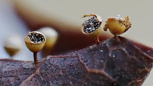 Attēlu rezultāti vaicājumam “Diderma montanum var. album spores”