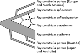 Attēlu rezultāti vaicājumam “Physcomitrium pyriforme sporophyte”