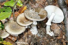 Attēlu rezultāti vaicājumam “Amanita pantherina”