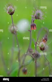 Attēlu rezultāti vaicājumam “Geum rivale fruit”